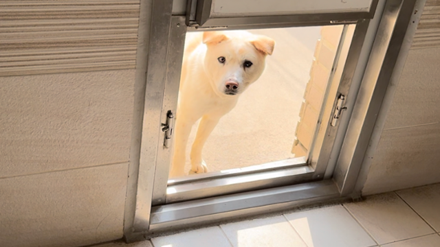 "여기는 제 집인데 누구세요?" 백호는 낯선 사람들에 대한 경계를 늦추지 않았다. 동그람이 정진욱