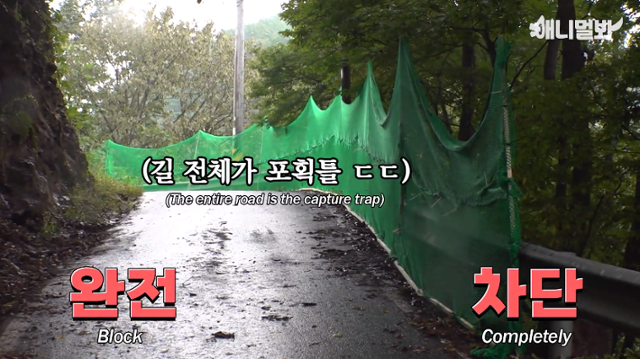 구조팀은 최후의 수단으로 대규모 인력을 동원해 백호를 구조하는 데 나섰지만, 결국 이때도 실패하고 말았다. 유튜브 '애니멀봐' 캡처