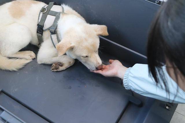 구조 이후 동물병원 치료를 거쳐 동물자유연대 보호소 '온센터'에 입주하는 백호의 모습. 동물자유연대 제공