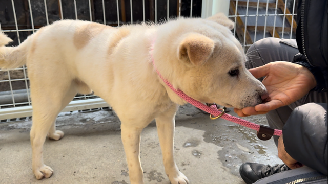 동물자유연대 활동가들은 백호에게 목줄을 채우고 나면 간식으로 좋은 기억을 심어주고 있다. 동그람이 정진욱