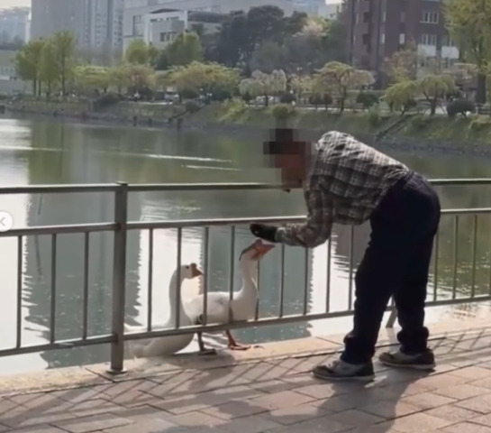 지난 4월11일 오후 서울 광진구 건국대 일감호에 사는 거위를 60대 남성이 가격하고 있다. /사진=동물자유연대