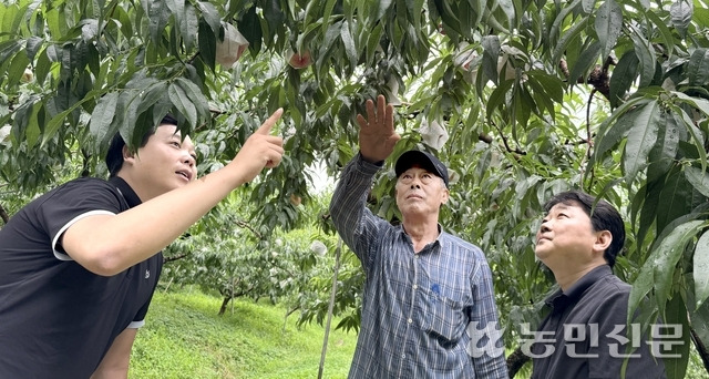 송재경 햇사레과일조합공동사업법인 과장(왼쪽부터), 농민 이봉우씨, 오창진 충북 음성 감곡농협 과장이 수확을 앞둔 유모계 복숭아의 생육 상태를 살펴보고 있다.