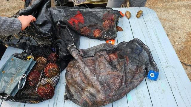 동해지방해양경찰청이 불법 해루질 단속을 통해 증거물로 확보한 수산물. 사진 제공=동해지방해양경찰청