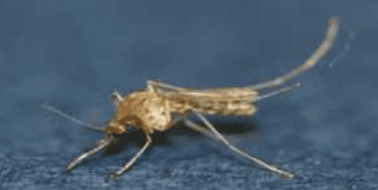 작은빨간집모기 암컷 성충 (사진=질병관리청)