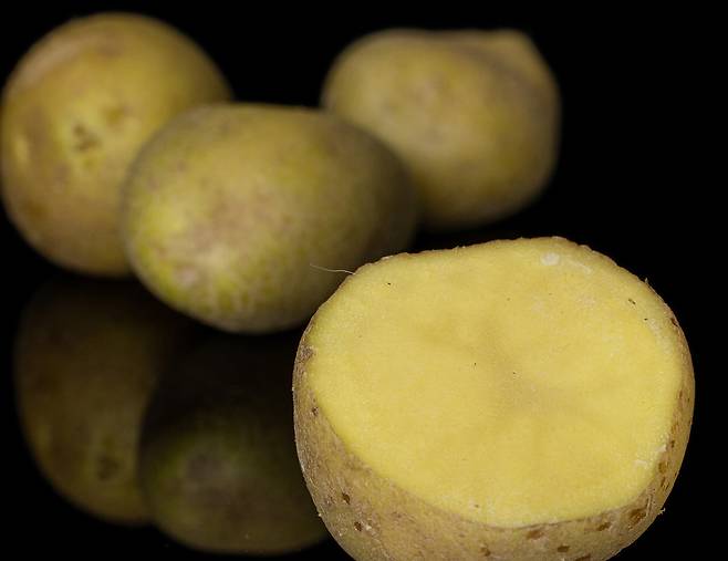 감자가 초록색으로 변하면 독성물질인 솔라닌의 함량이 증가해 먹지 않는 게 좋다./사진=게티이미지뱅크