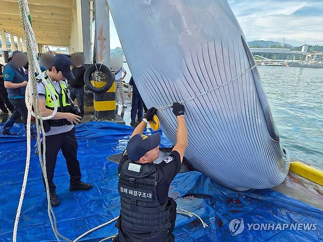 강원 삼척항 인근 해상서 대형 밍크고래 혼획 (삼척=연합뉴스) 26일 오전 7시 30분께 강원 삼척시 삼척항 동방 7마일 해상에서 밍크고래 1마리가 혼획됐다. 2024.7.26 ryu@yna.co.kr[동해해양경찰서 제공. 재판매 및 DB 금지]