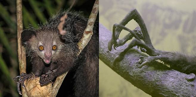 아이아이의 손. 중지가 나뭇가지처럼 얇고 약 8cm 길이로 다른 손가락보다 더 길쭉하다. 게티이미지뱅크, GIB Dr. Mirko Junge(W) 제공