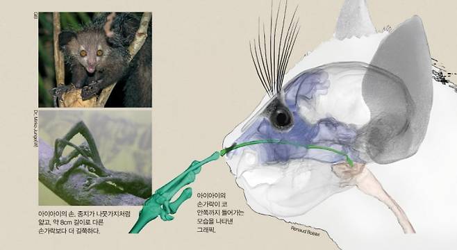 아이아이의 손가락이 코 안쪽까지 들어가는 모습을 나타낸 그래픽. Renaud Boistel 제공