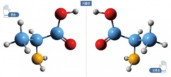 알라닌은 아미노산의 일종으로 구조가 단순해 아미노산 연구에 많이 활용된다. 알라닌은 거울상 이성질체다. 왼손잡이 알라닌(L-Ala)과 오른손잡이 알라닌(D-Ala) 두 종류가 있다. 왼손잡이 알라닌과 오른손잡이 알라닌은 서로 거울에 비춘 것 같은 대칭을 이룬다. 게티이미지뱅크 제공