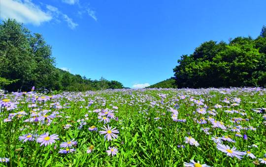 국립한국자생식물원 내 야생화재배단지인 ‘비안의언덕’. 국립한국자생식물원
