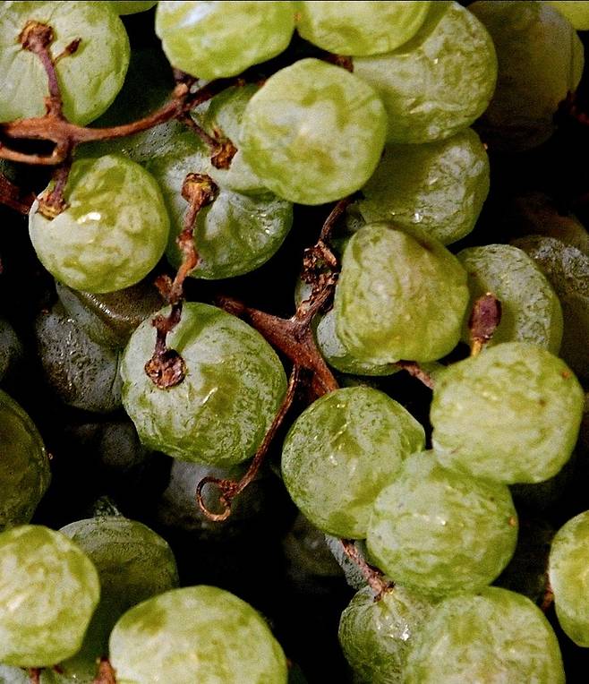 건조한 가르가네가.&nbsp; &nbsp;빌라벨라 인스타그램.