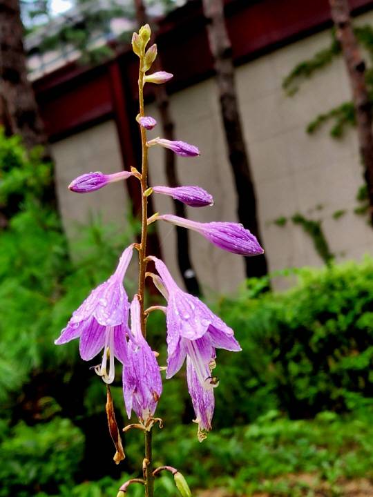 야생화 비비추는 원예용 화초로 개량돼 도심 정원에서 자주 볼 수 있다. 연한 자주색 또는 보라색으로, 꽃대 길이기 30~40cm로 늘씬하다. 서울역사박물관 정원.