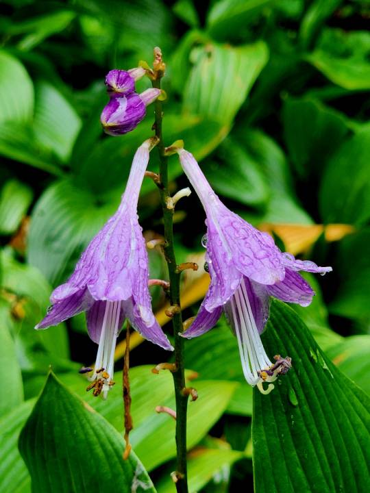 새하얀 꽃몽우리 생김새가 ‘옥으로 만든 비녀’를 빼어닮았다는 옥잠화(玉簪花)와 사촌격인 비비추는 자색 옥잠화란 뜻에서 자옥잠(紫玉簪)이라고 불린다.