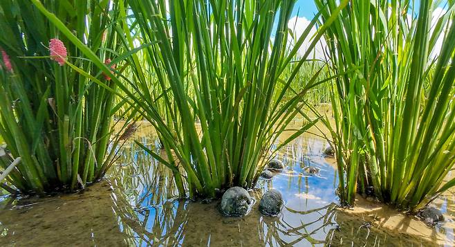 지난 25일 전남 해남군 문내면 용암리의 한 논. 우렁이농법으로 재배한 논이 듬성듬성 비어 있다. 잡초제거용으로 키운 왕우렁이들이 벼를 먹어치웠다. /김영근 기자