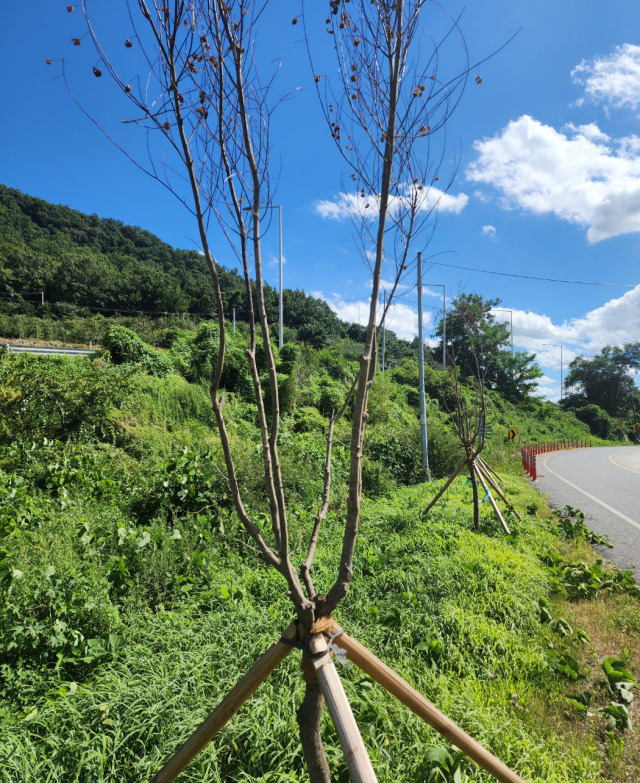 ▲경남 밀양시 산내면 도로변에 말라죽은 가로수 모습.ⓒ프레시안(임성현)