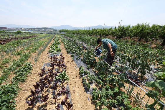 A farmer in his 60s waters his crops, including peppers and cucumbers, at a farmland in Gyeongsan, North Gyeongsang, on July 11, when a heat wave advisory was issued in the region. [YONHAP]