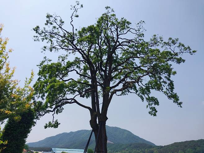 폭우로 부러지기 전 포천시 관인면 초과리 수령 230년된 오리나무의 늠름한 모습. 사진제공=경기도산립환경연구소