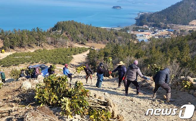 완도군 '탄소중립 실현' 조림 사업 추진 (완도군 제공)/뉴스1