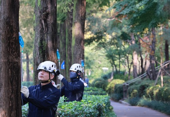 2023년 10월 나무종합병원 관계자들이 서울 강남구 양재천로 메타세쿼이아길에서 가로수의 건강을 진단하고 수세 회복을 위해 나무에 수간주사를 주입하고 있다. 연합뉴스