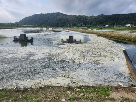 단전사고로 산고 공급이 끊겨 폐사한 메기들. 피해 양어장 측=연합뉴스