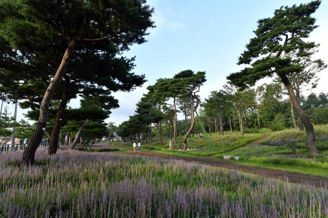 산림청이 주관한 ‘아름다운 도시숲 50선’에 선정된 수원 노송숲. 수원특례시 제공