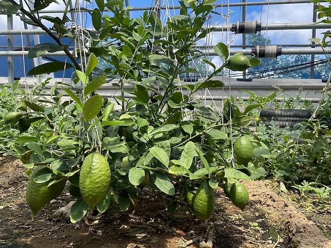 충남 태안에서 재배 중인 아말피 레몬. 전새날 기자