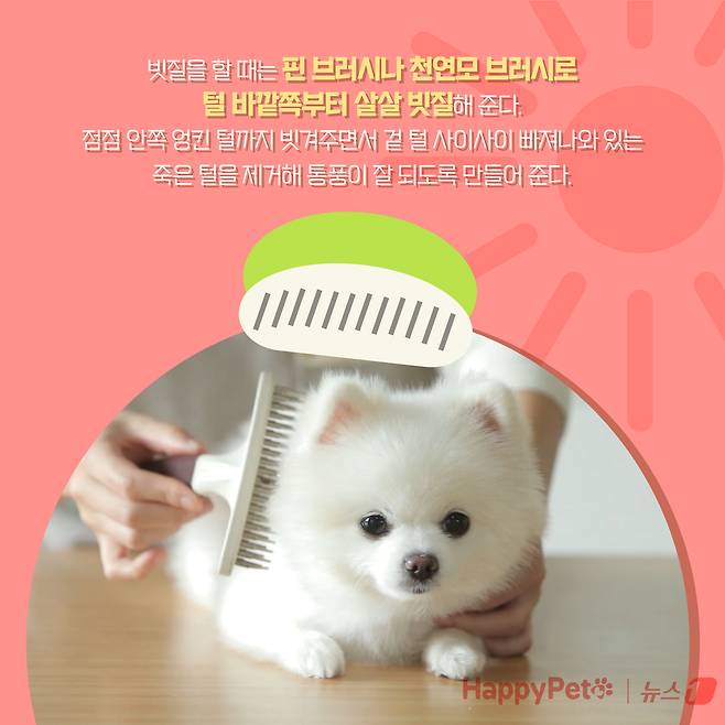 강아지 곰돌이컷 미용, 주의해야 하는 이유 ⓒ News1 양혜림 디자이너