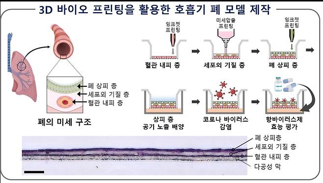 3D 바이오 프린팅을 활용한 폐 모델 제작 방법과 실제 폐 모델 단면도