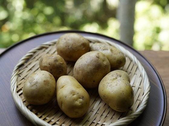 감자채전. 사진 홍여림