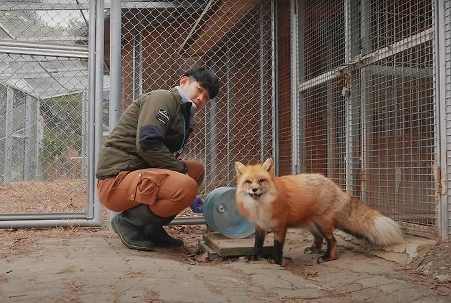 권혁범 동물복지사와 여우 '김서방' [청주시 제공. 재판매 및 DB 금지]