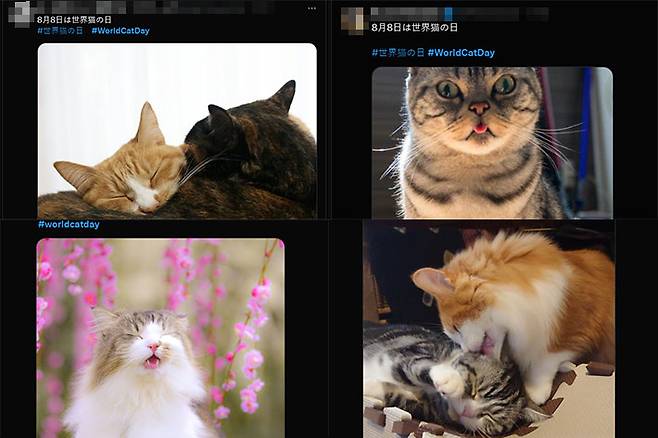세계 고양이의 날 기념 게시글. 엑스(X·옛 트위터)