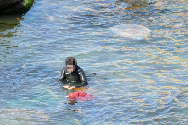 울산 일산해수욕장 옆 대왕암공원에서 발견된 해파리. 사진=장지승 기자