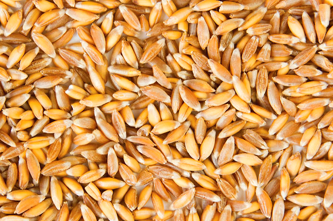 슈퍼푸드 고대곡물 원시곡물 퀴노아 파로 아마란스 테프 카무트