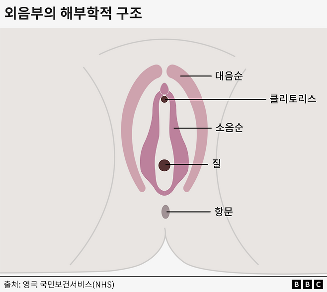 외음부의 해부학적 구조
