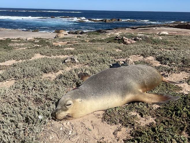 연구팀은 작은 네오프렌 섬유 조각에 카메라와 센서를 달고 바다사자의 등에 부착해 해저 지형을 파악했다. Nathan Angelakis 제공