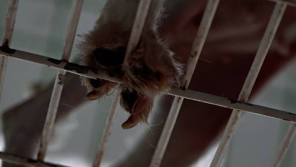 바닥이 뻥 뚫린 뜬장은 배설물을 흘려 보내 번식업자 입장에서는 관리하기 편하지만, 갇힌 동물은 날카로운 쇠에 발바닥이 갈라지고 발가락이 잘려나가는 중상을 입는 등 극심한 고통을 겪는다.