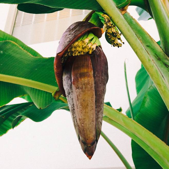 &nbsp;바나나 꽃
