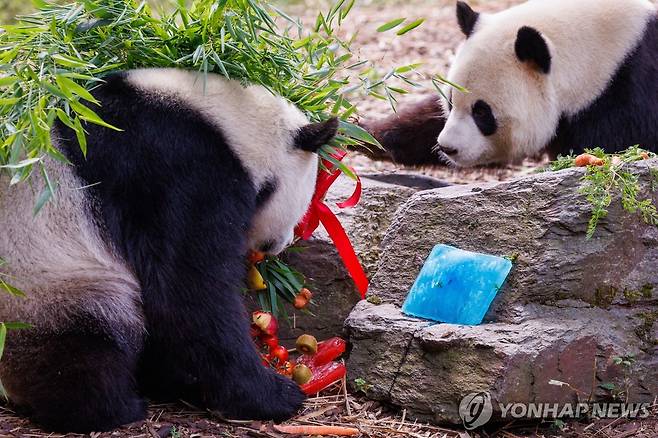대나무·과일 생일바구니 파헤치는 벨기에판 쌍둥이 판다 (브루겔레트[벨기에] EPA=연합뉴스) 벨기에판 쌍둥이 자이언트 판다인 바오디(寶弟), 바오메이(寶妹) 남매가 8일(현지시간) 벨기에 브루겔레트 지역에 있는 파이리 다이자 동물원에서 생일잔치를 하고 있다. 2024.8.9 photo@yna.co.kr [재판매 및 DB 금지]