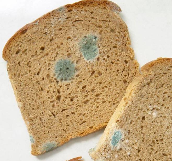 음식에 곰팡이가 부분적으로 피었다고 해도 먹으면 안 된다./사진=클립아트코리아