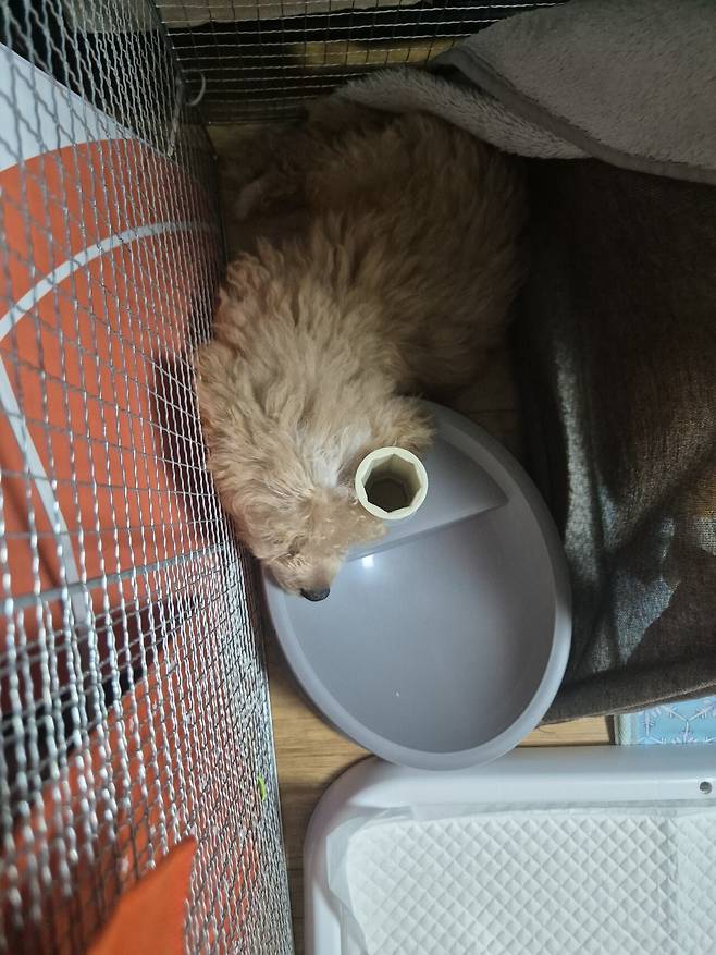 20240729_150206.jpg 데려온지 한달된 멍뭉이 근황!