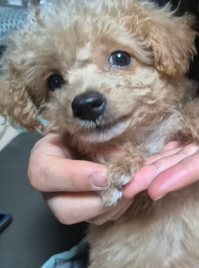 1723455604804.jpg 데려온지 한달된 멍뭉이 근황!