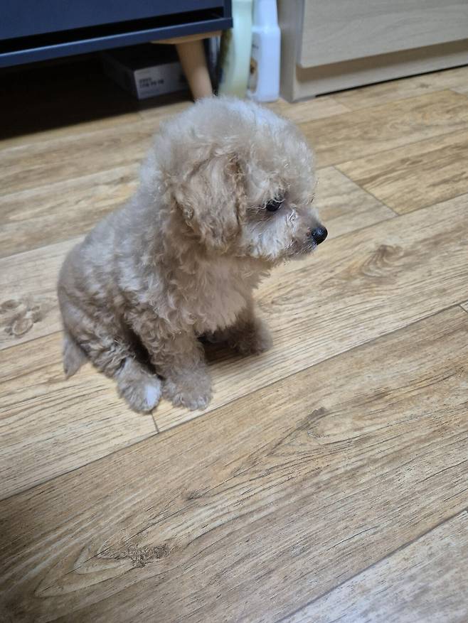 20240722_235414.jpg 데려온지 한달된 멍뭉이 근황!