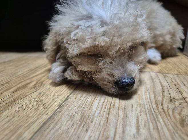 20240723_203425.jpg 데려온지 한달된 멍뭉이 근황!