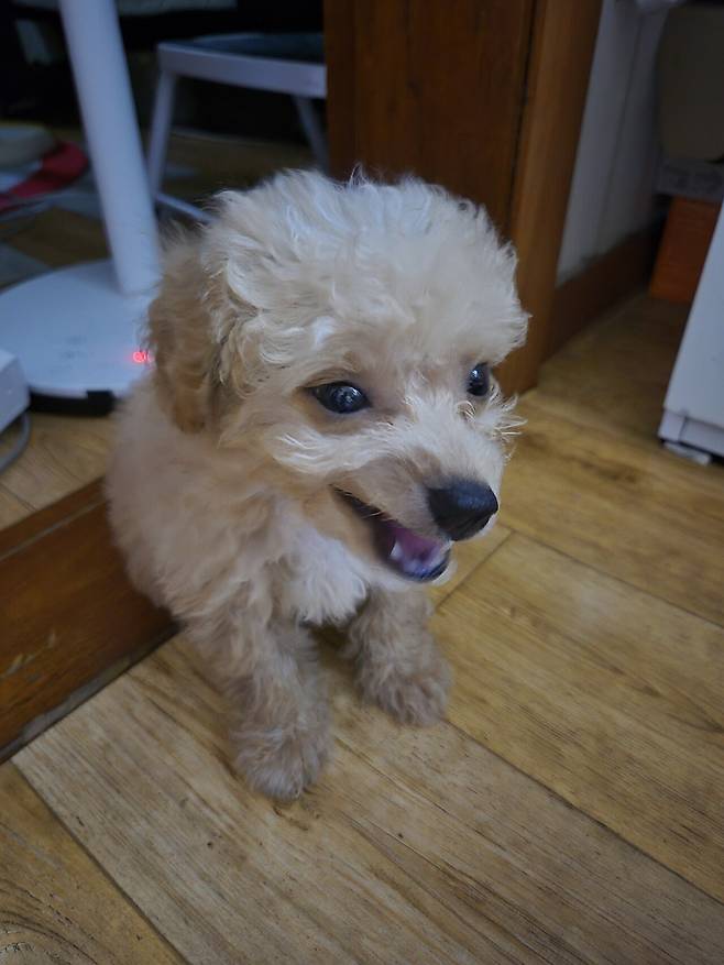 20240801_134116.jpg 데려온지 한달된 멍뭉이 근황!