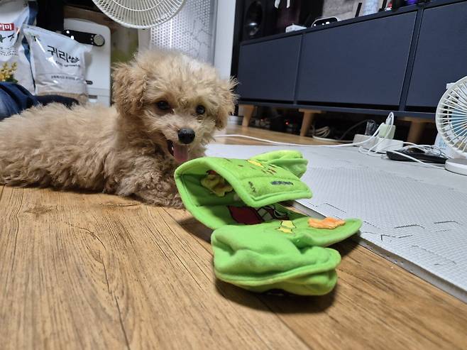 20240808_132153.jpg 데려온지 한달된 멍뭉이 근황!