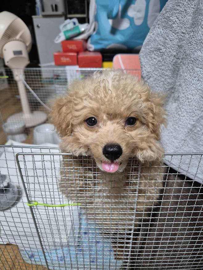 20240809_152342.jpg 데려온지 한달된 멍뭉이 근황!