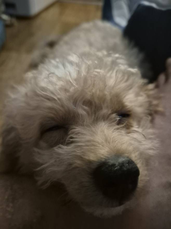 20240811_183405.jpg 데려온지 한달된 멍뭉이 근황!