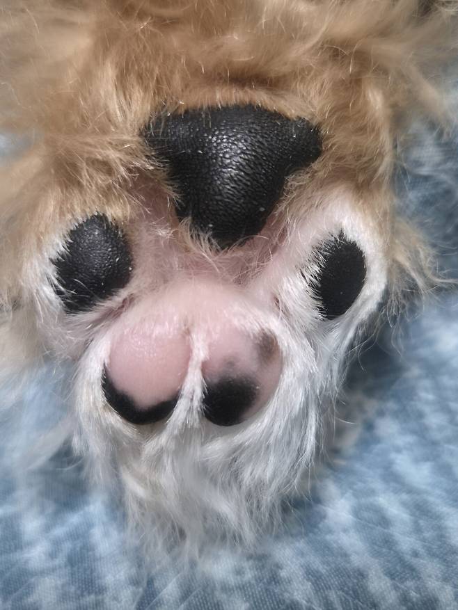 20240811_221749.jpg 데려온지 한달된 멍뭉이 근황!