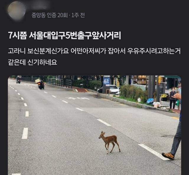 이달 초 관악구 서울대입구역 인근에서 고라니를 봤다는 목격담이 올라왔다. 당근 캡처