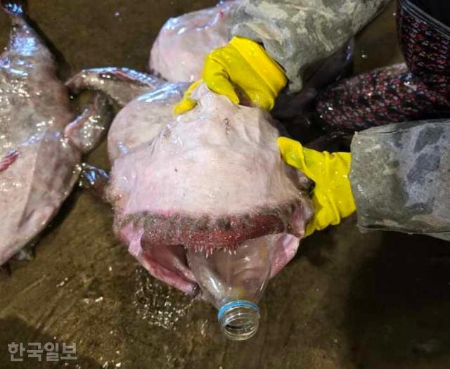 입이 큰 잡식성 어종인 아귀는 아무 것이나 잘 삼키는 습성이 있다. 이 탓에 쓰레기를 먹는 일도 생긴다. 지난 3월에도 한 수산시장에서 아귀 한 마리가 페트병을 통째로 삼킨 채 발견됐다. 김병엽 제주대 교수 제공